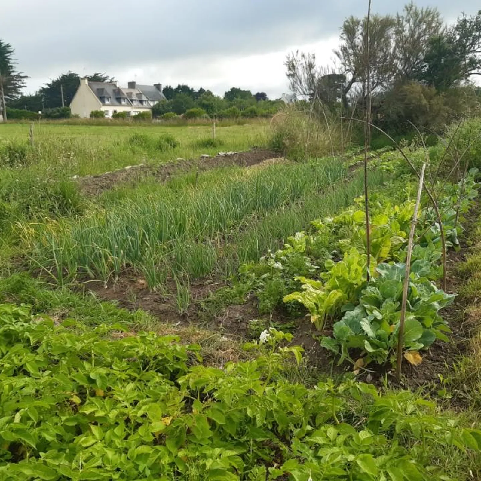 Le potager de Youenn Gloaguen (1)