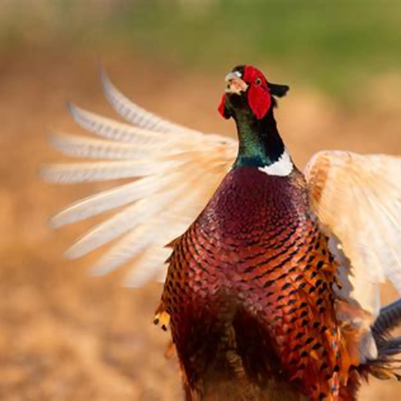 Réintroduction de faisans sauvages, bilan et comptage 14ans plus tard