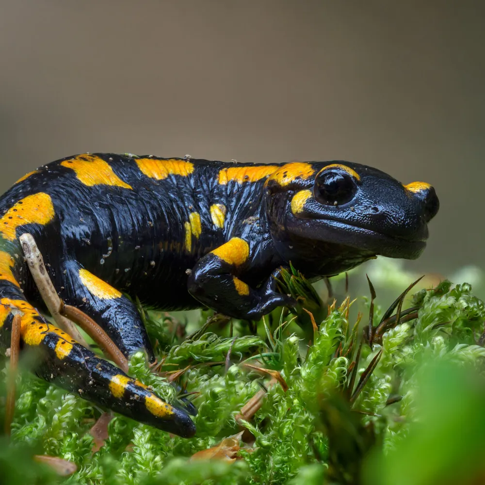 #8 - Le défi Foyer Biodiv