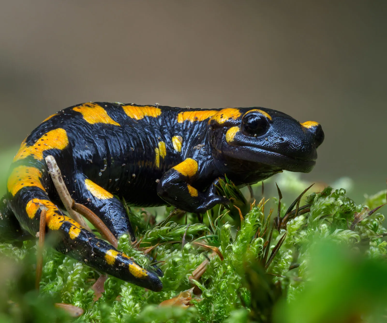 #8 - Le défi Foyer Biodiv