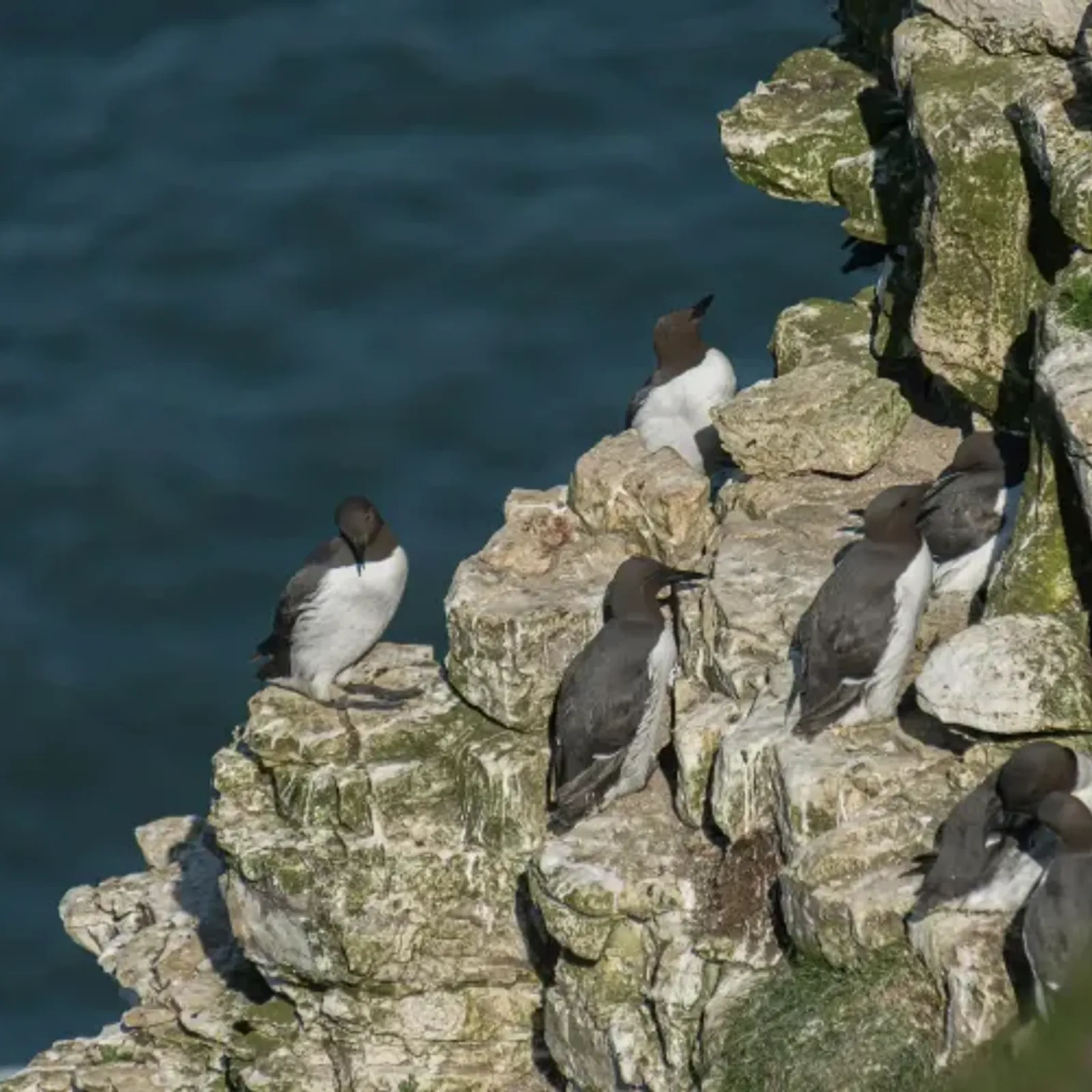 La cohabitation entre oiseaux marins et humains