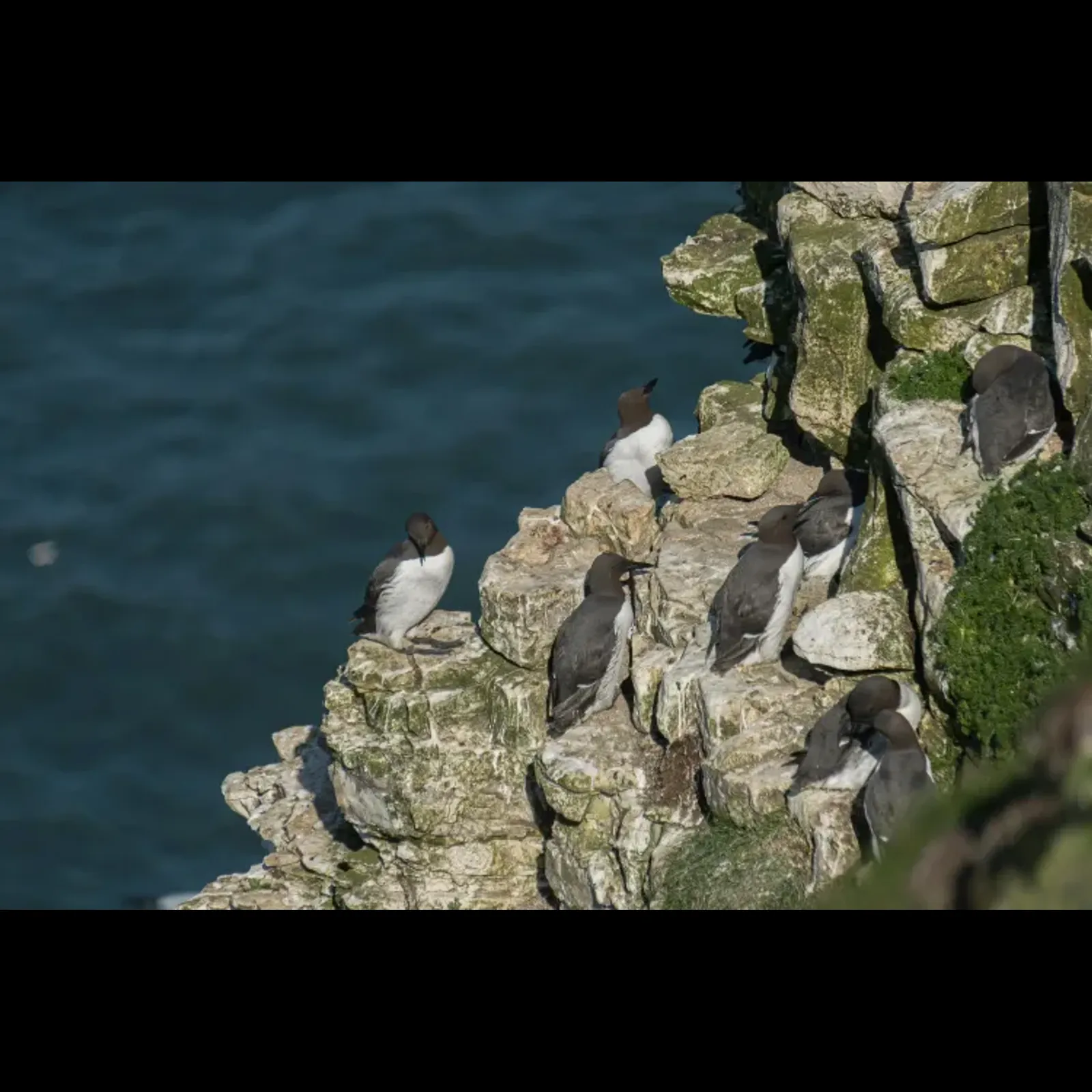 La cohabitation entre oiseaux marins et humains
