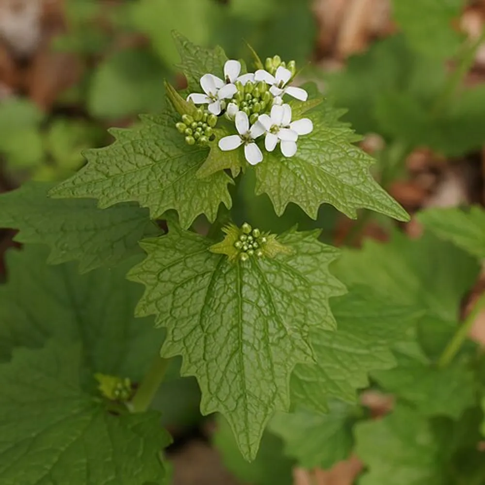 L'Alliaire officinale