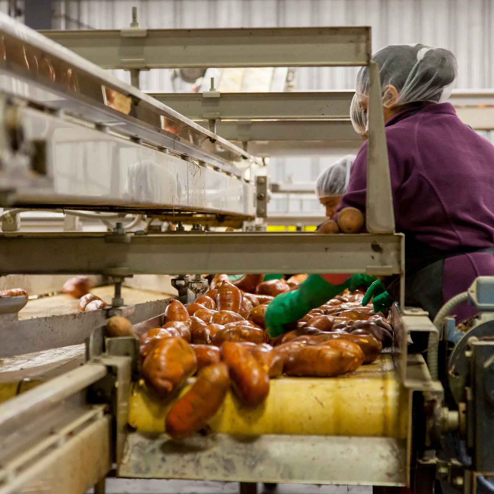Travailler l'été en Centre Bretagne les cocos de Paimpol