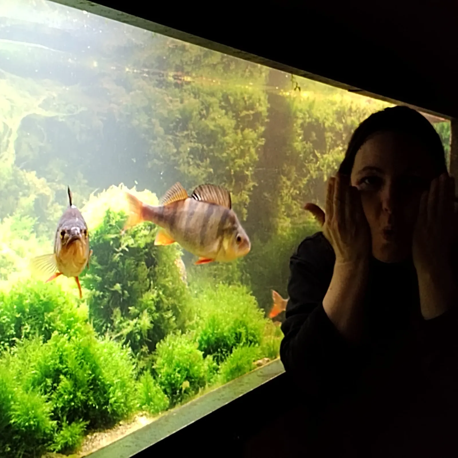 Akwarium Benac'h : pesked bihan ha pesked bras zo e-barzh hon stêrioù !