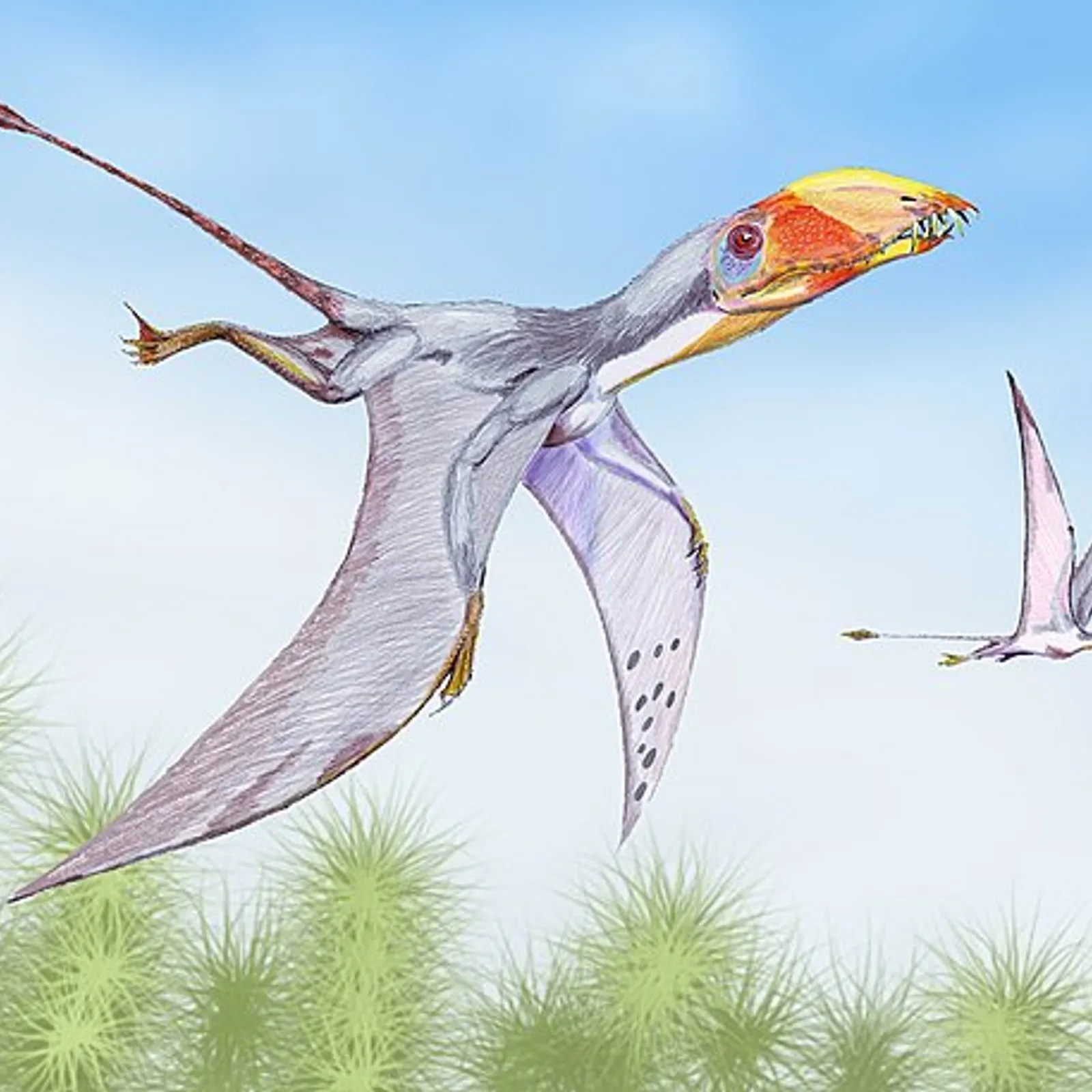 Le Dimorphodon 