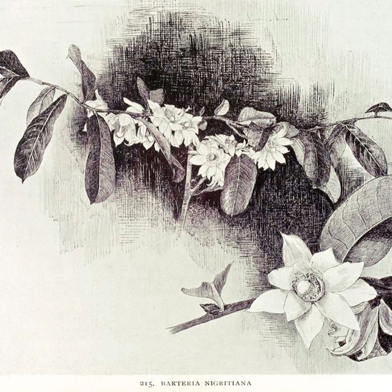 BO #87 : Playlist d'inspiration Krautrock