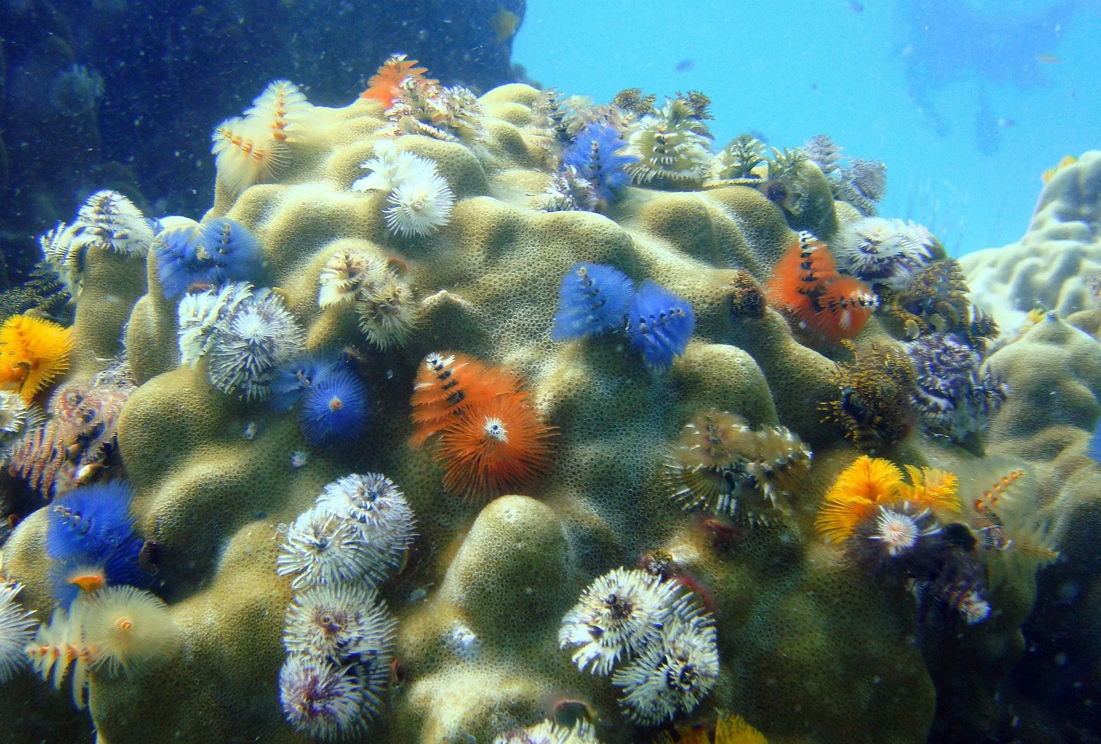 LE LAB U #37 BON ETAT ECOLOGIQUE