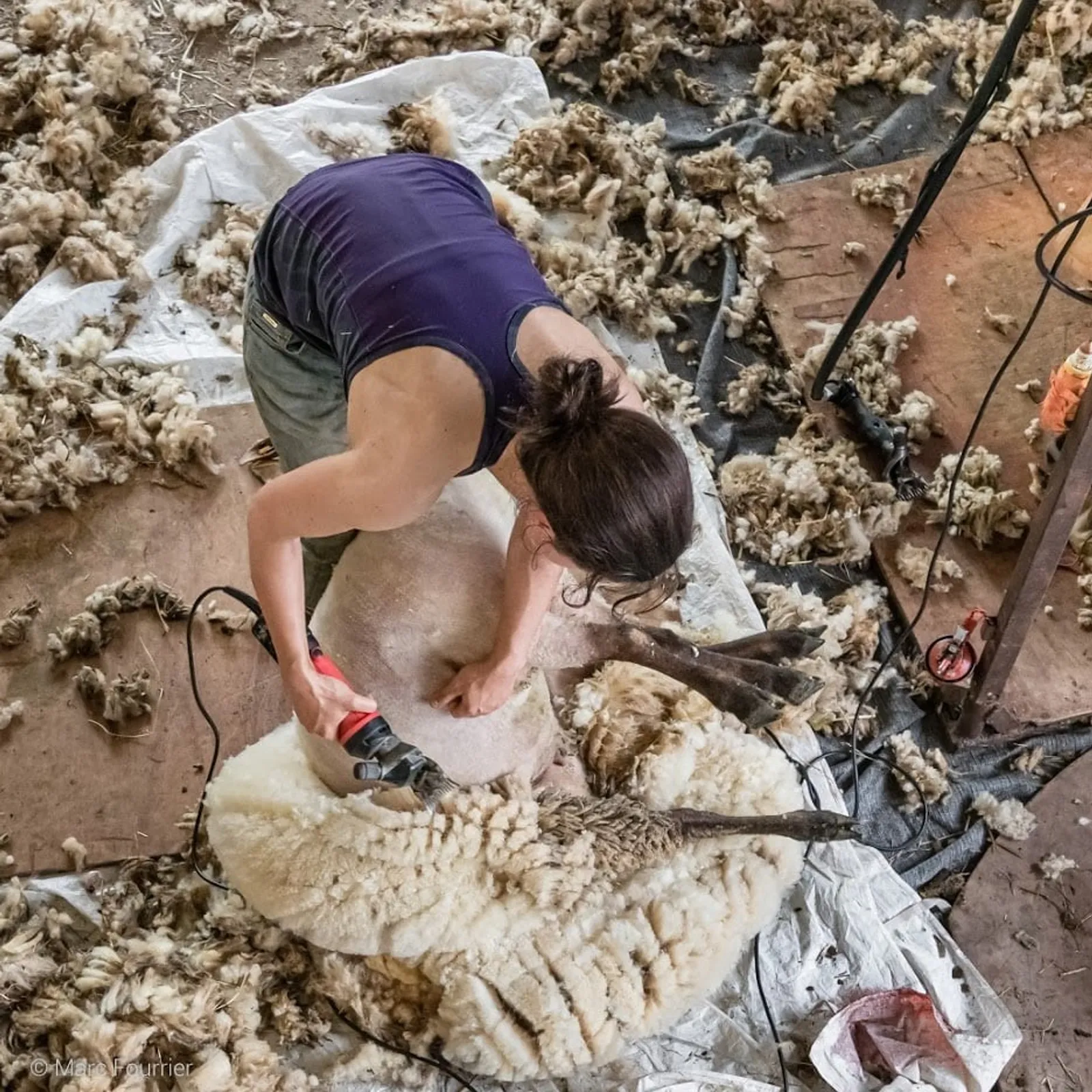 De la tonte à la trogne avec Florence B.