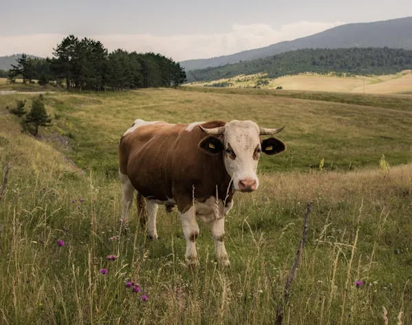 Maxime Crahé -Ti mod kozh 2