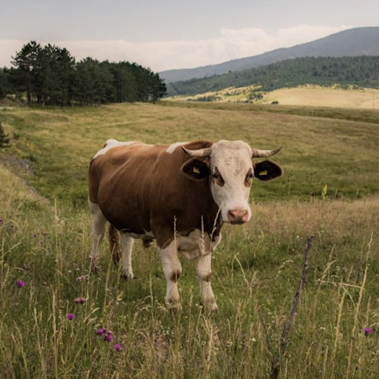 Maxime Crahé -Ti mod kozh 2