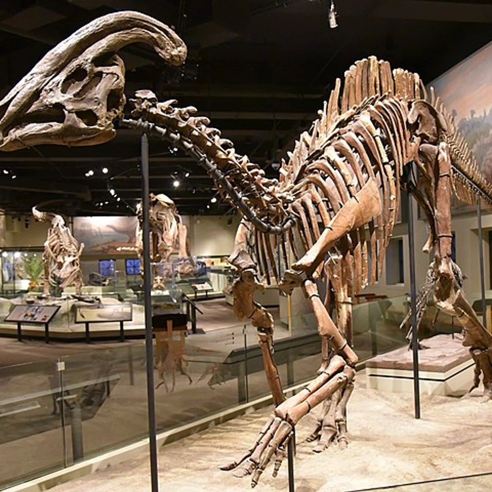 La Parasaurolophus 