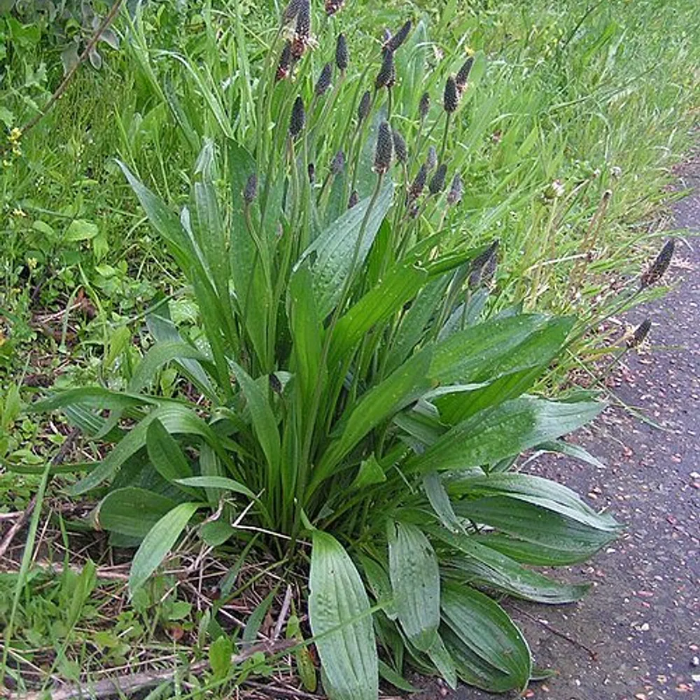  Plantain lancéolé