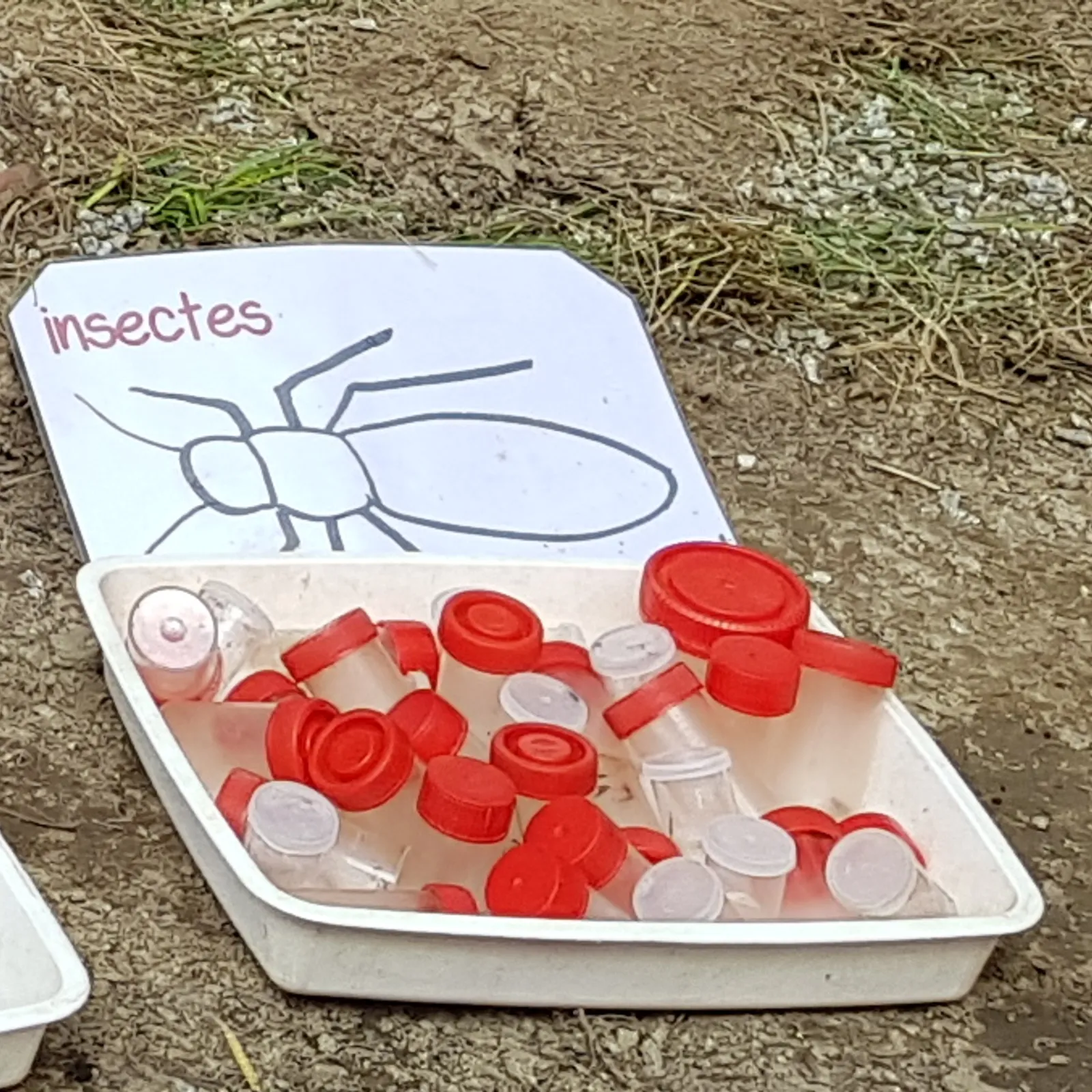 ATELIERS RADIO Augan - Maternelles CP - « École dehors » - Pour les enseignant.e.s