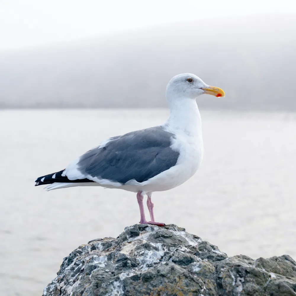 C'hwezh an Deiz 29/02/2024