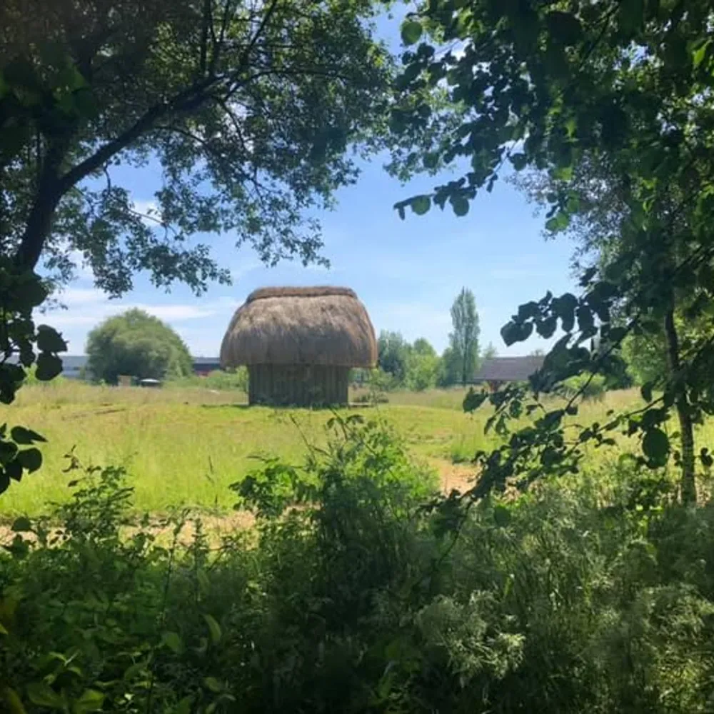 La forêt sur le toit