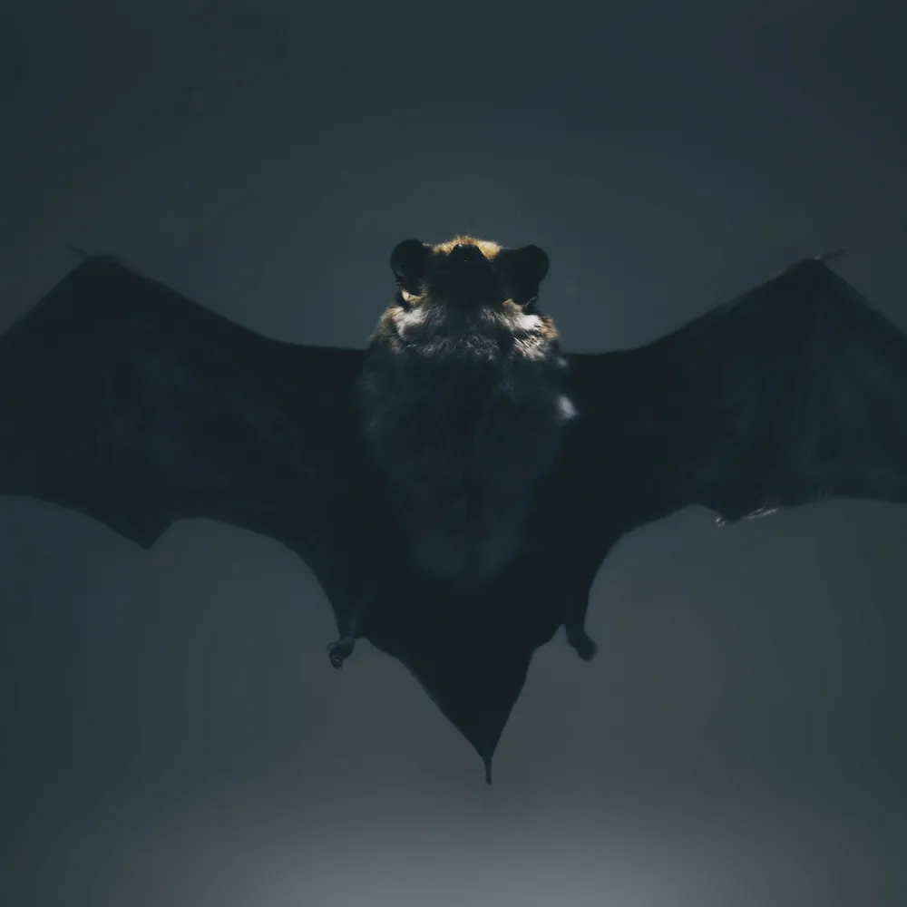 C'hwezh an Deiz 01/09/2022