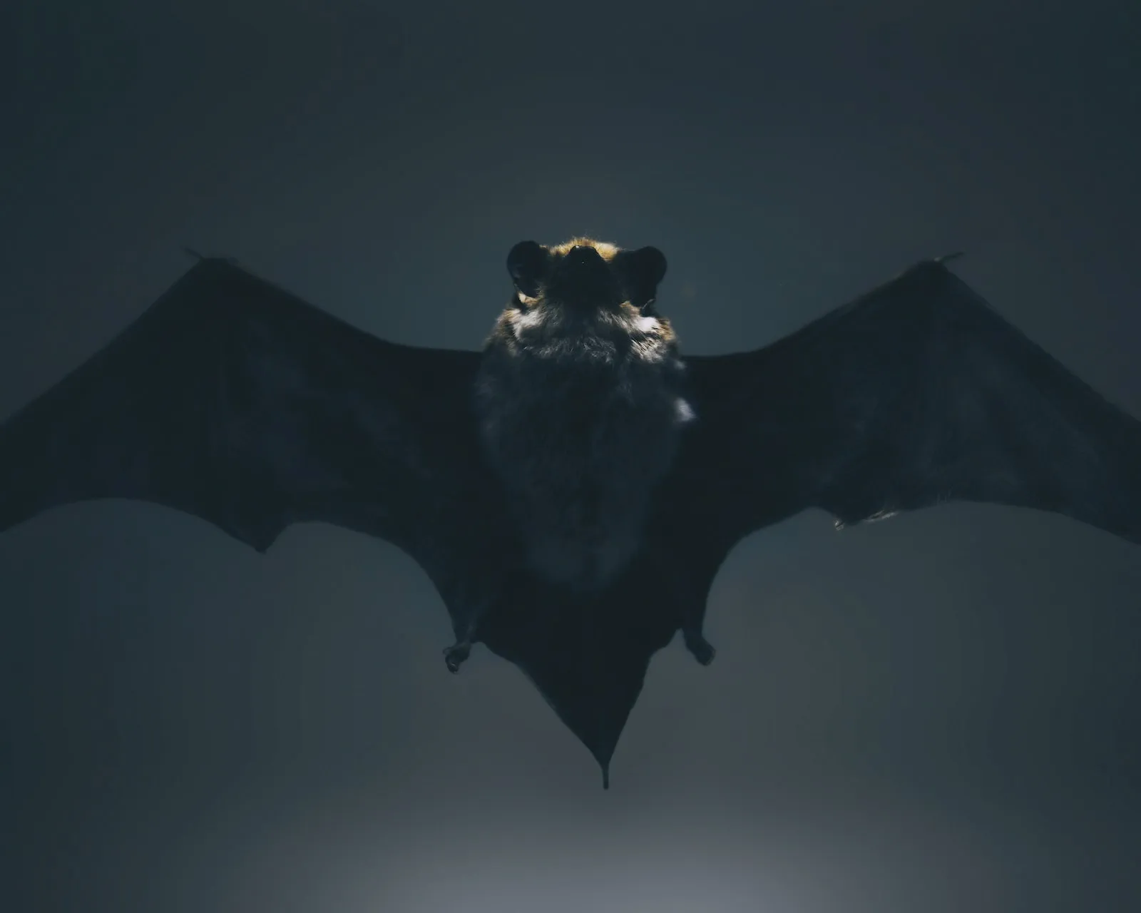 C'hwezh an Deiz 01/09/2022