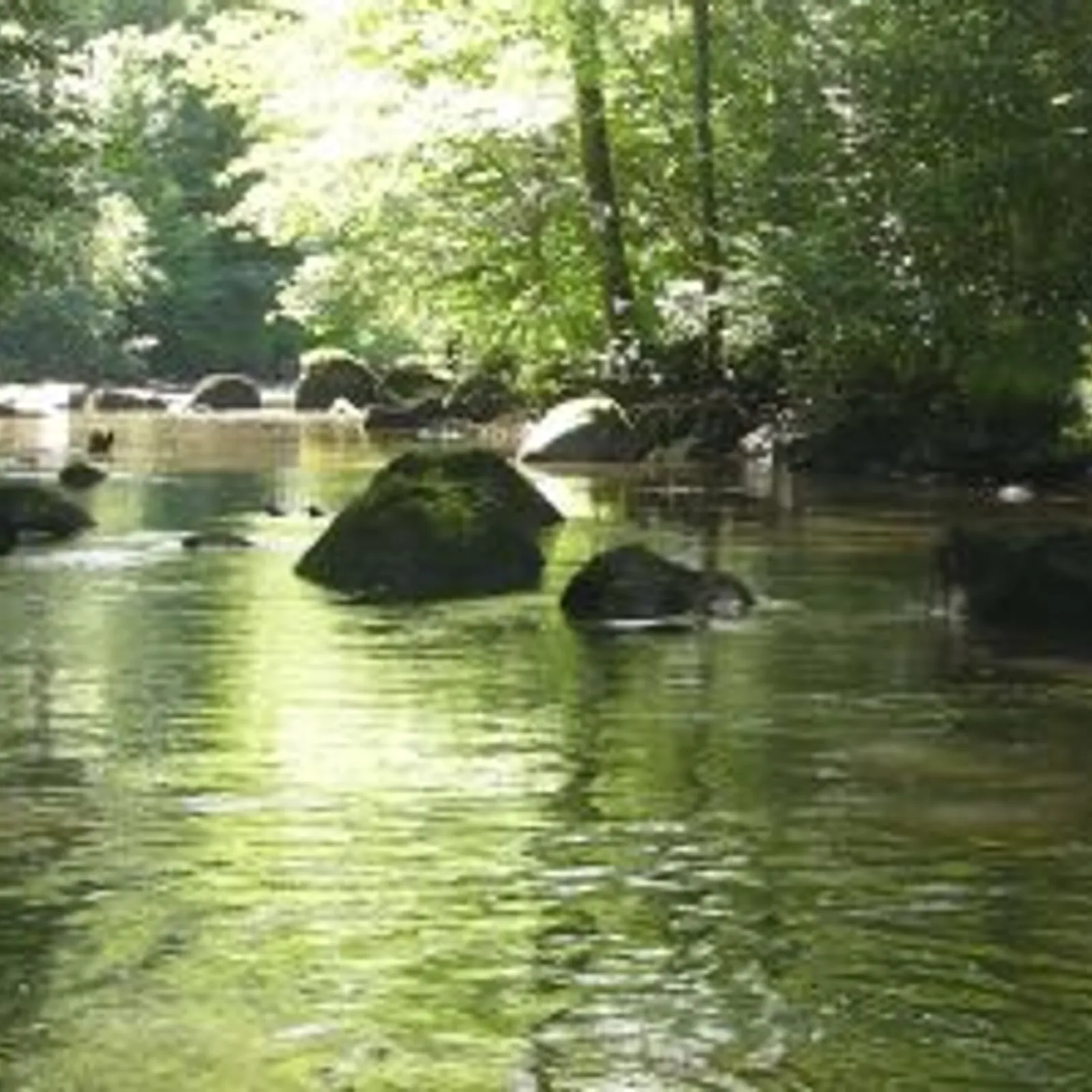 Rapport d'étape sur la sauvegarde et la réintroduction de la mulette perlière en Centre Bretagne 02