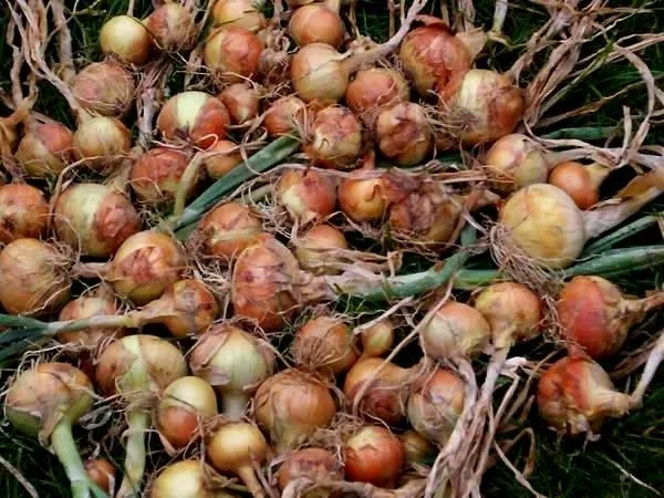 Trezolieù Kreiz Mintin : Les oignons -1