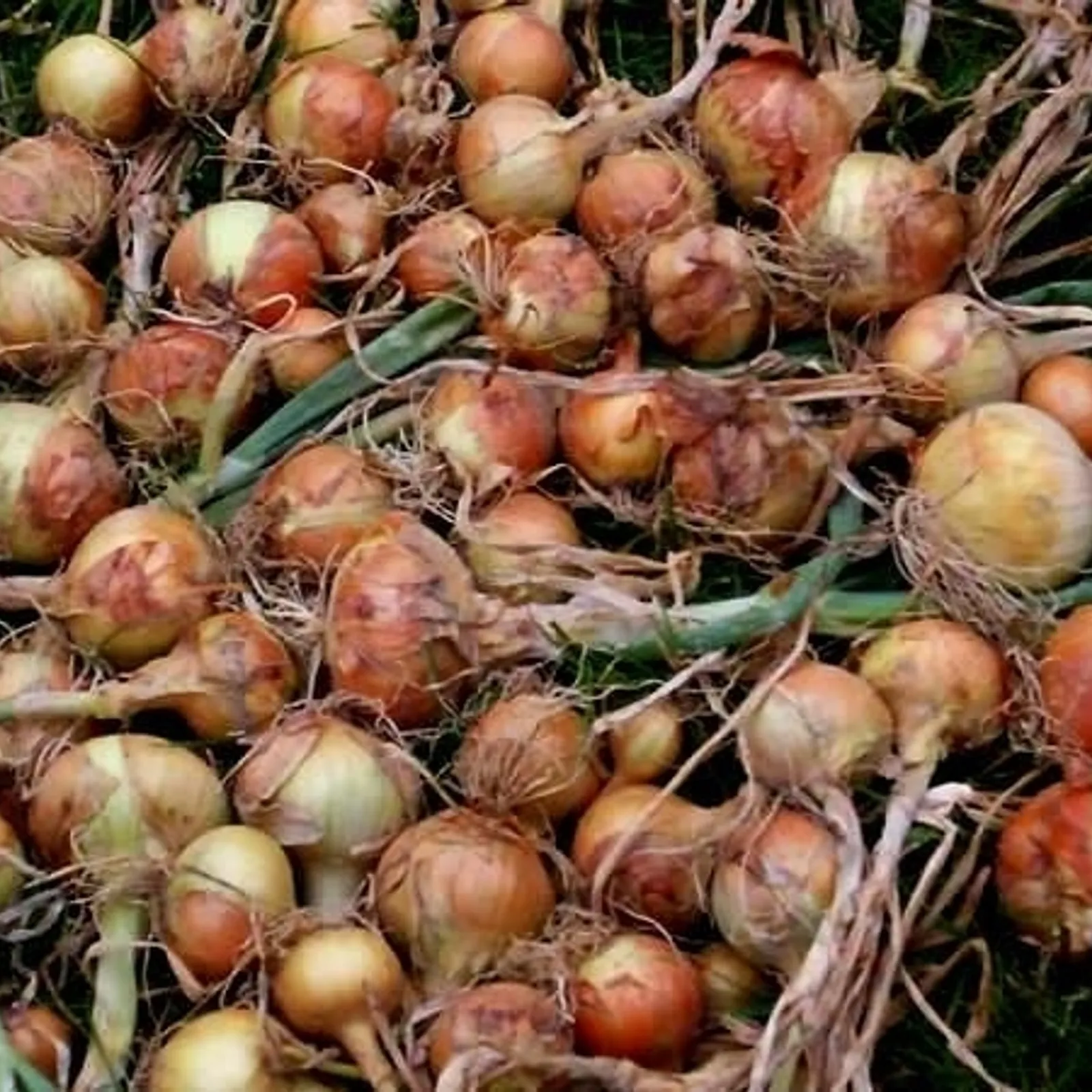 Trezolieù Kreiz Mintin : Les oignons -1