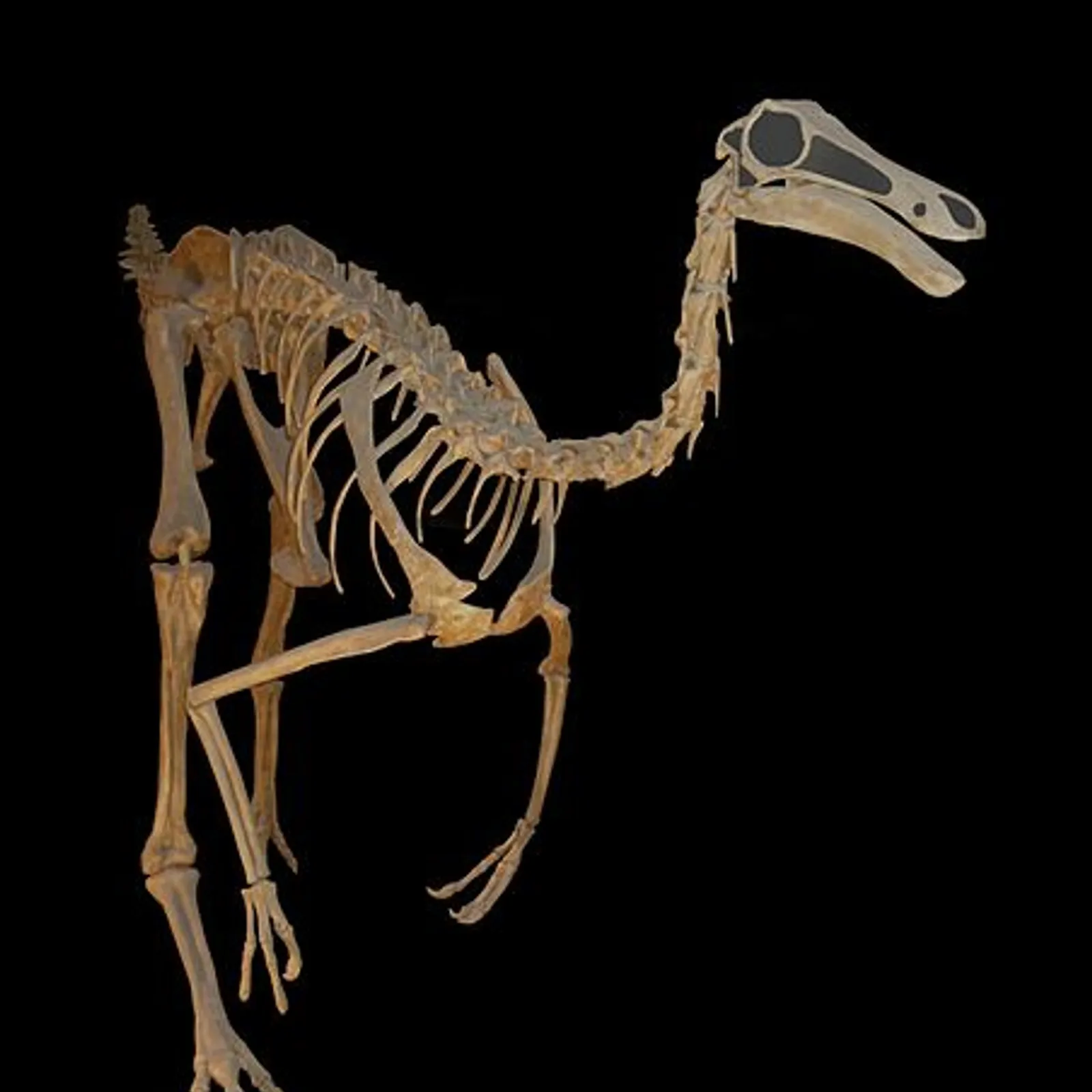 Le Gallimimus
