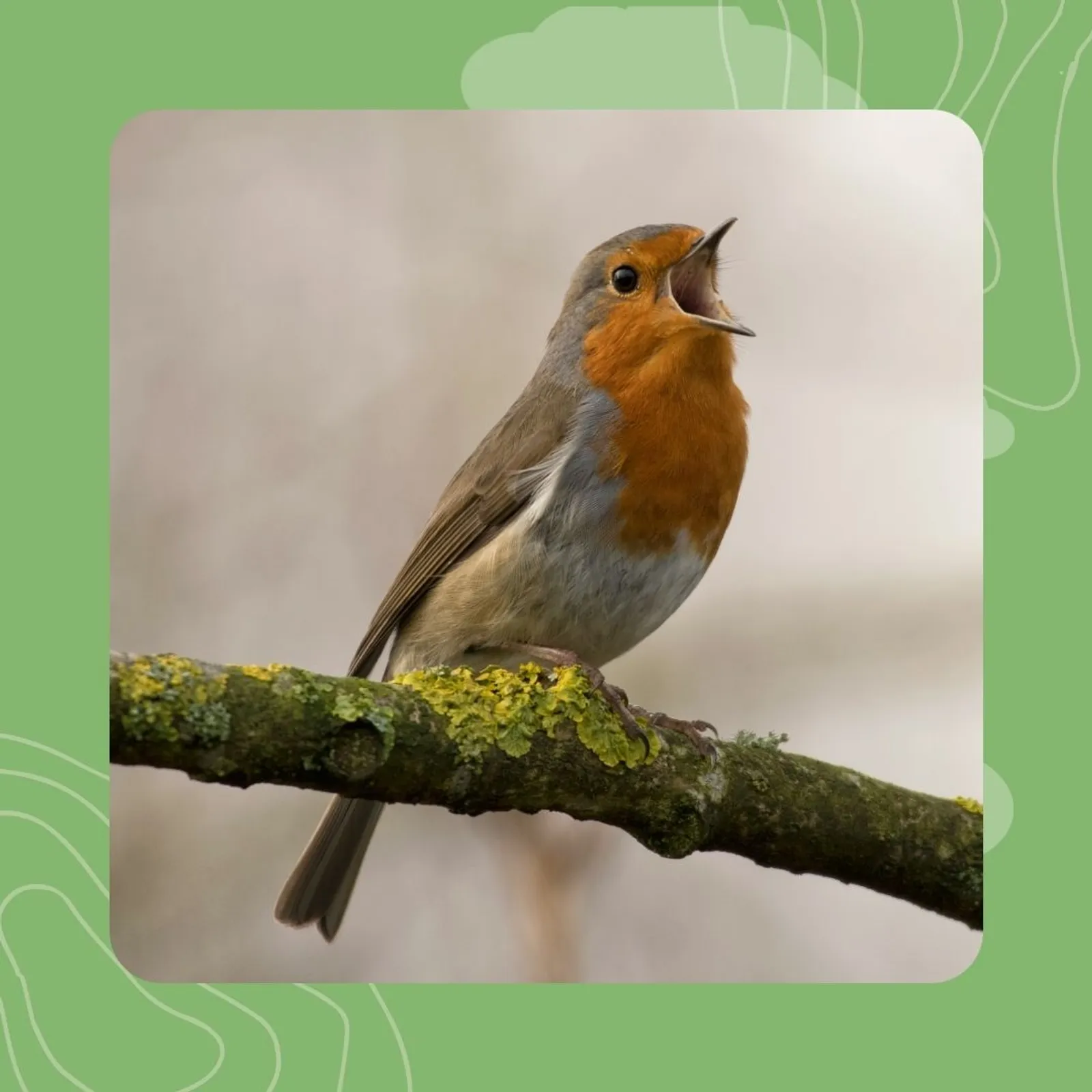 24- Boc'h-ruzig : kan