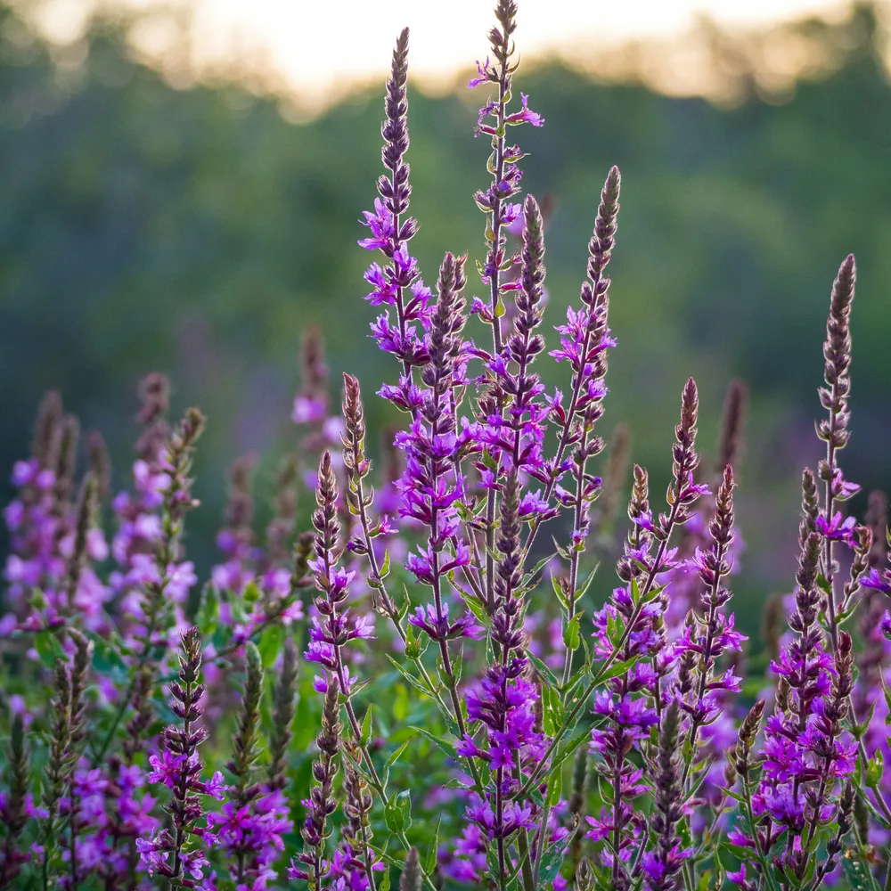 C'hwezh an deiz 3 Avril 2026