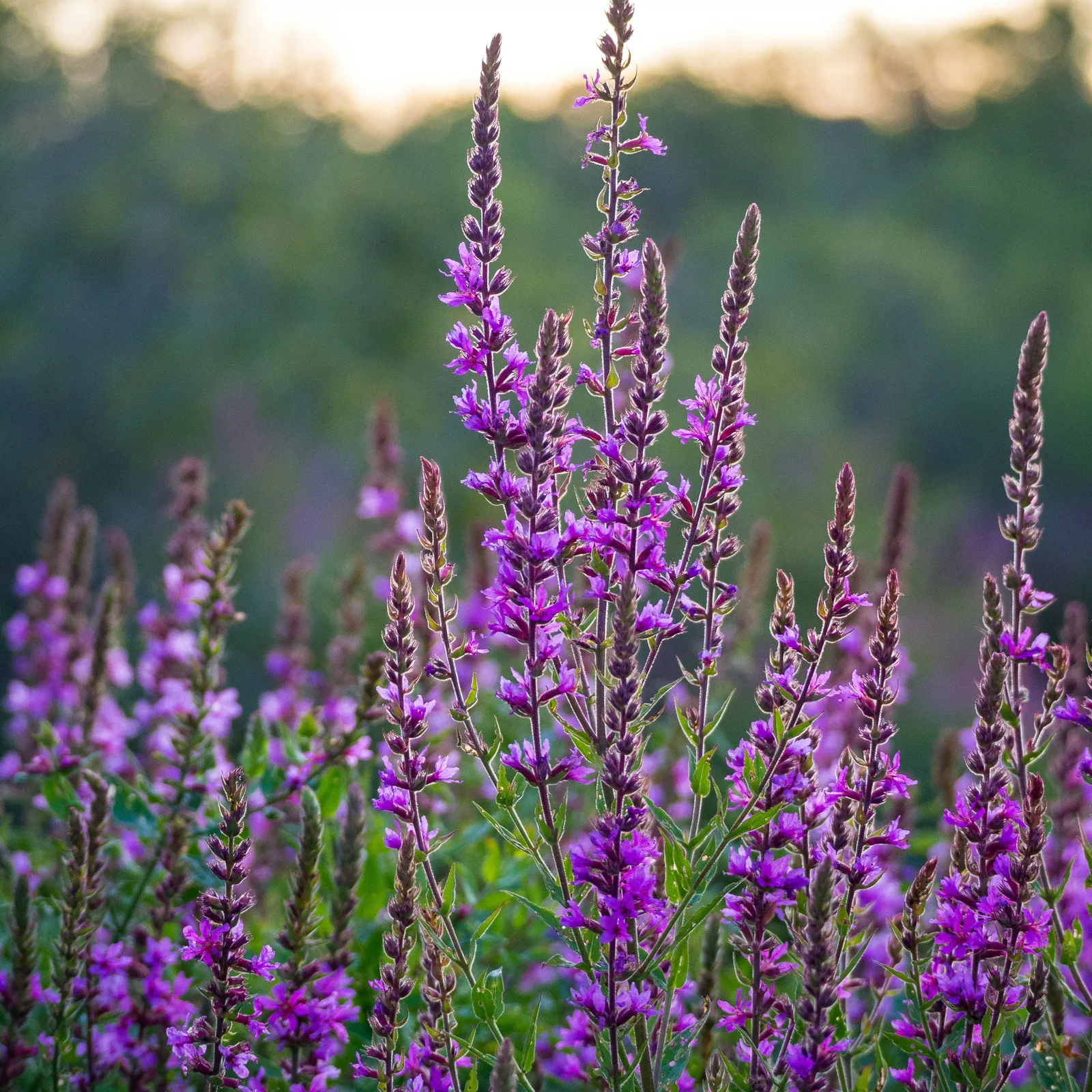 C'hwezh an deiz 3 Avril 2026