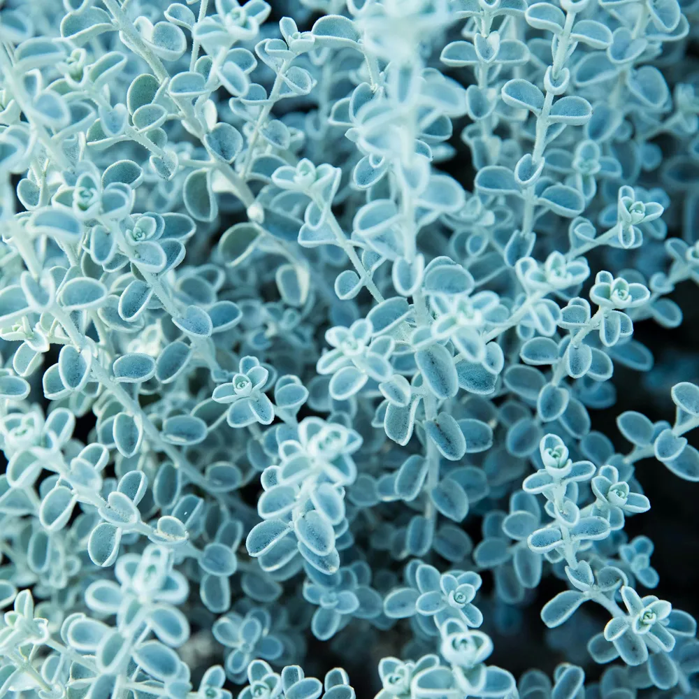 C'hwezh an deiz, 24 Avril