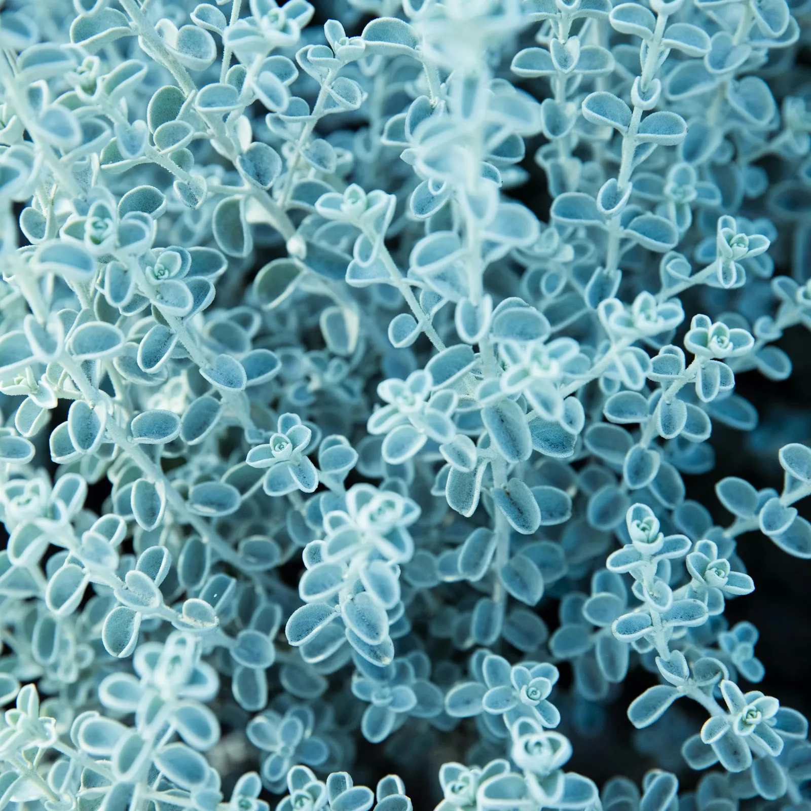 C'hwezh an deiz, 24 Avril