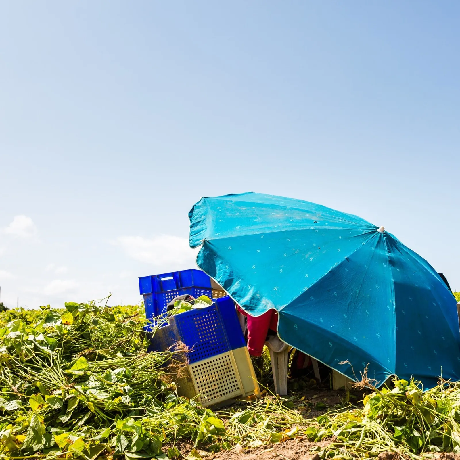 Hubert Jacob Président des producteurs de Cocos de Paimpol