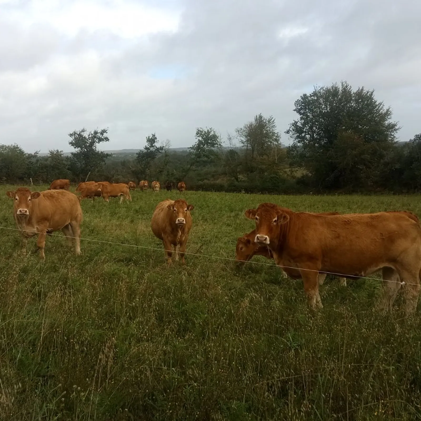 Kempenn lanneier Menez Are gant an ekopeuriñ!