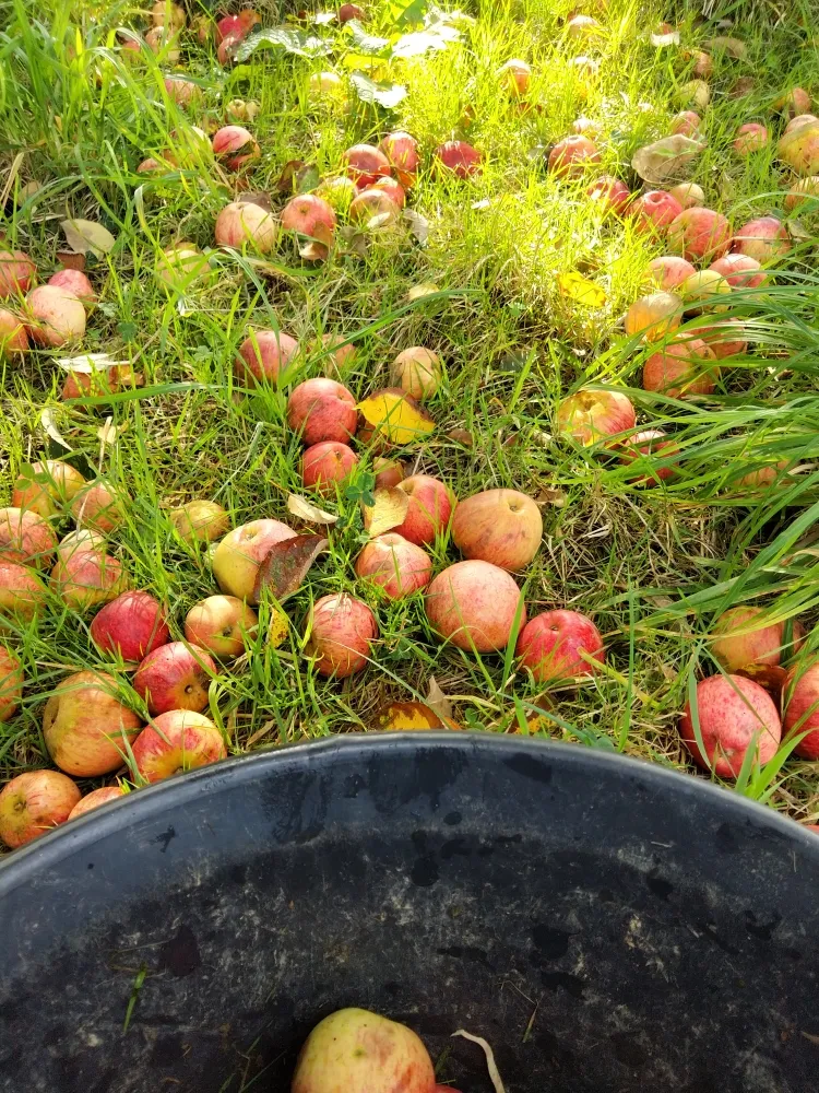 C'hwezh an Deiz 24/11/2022