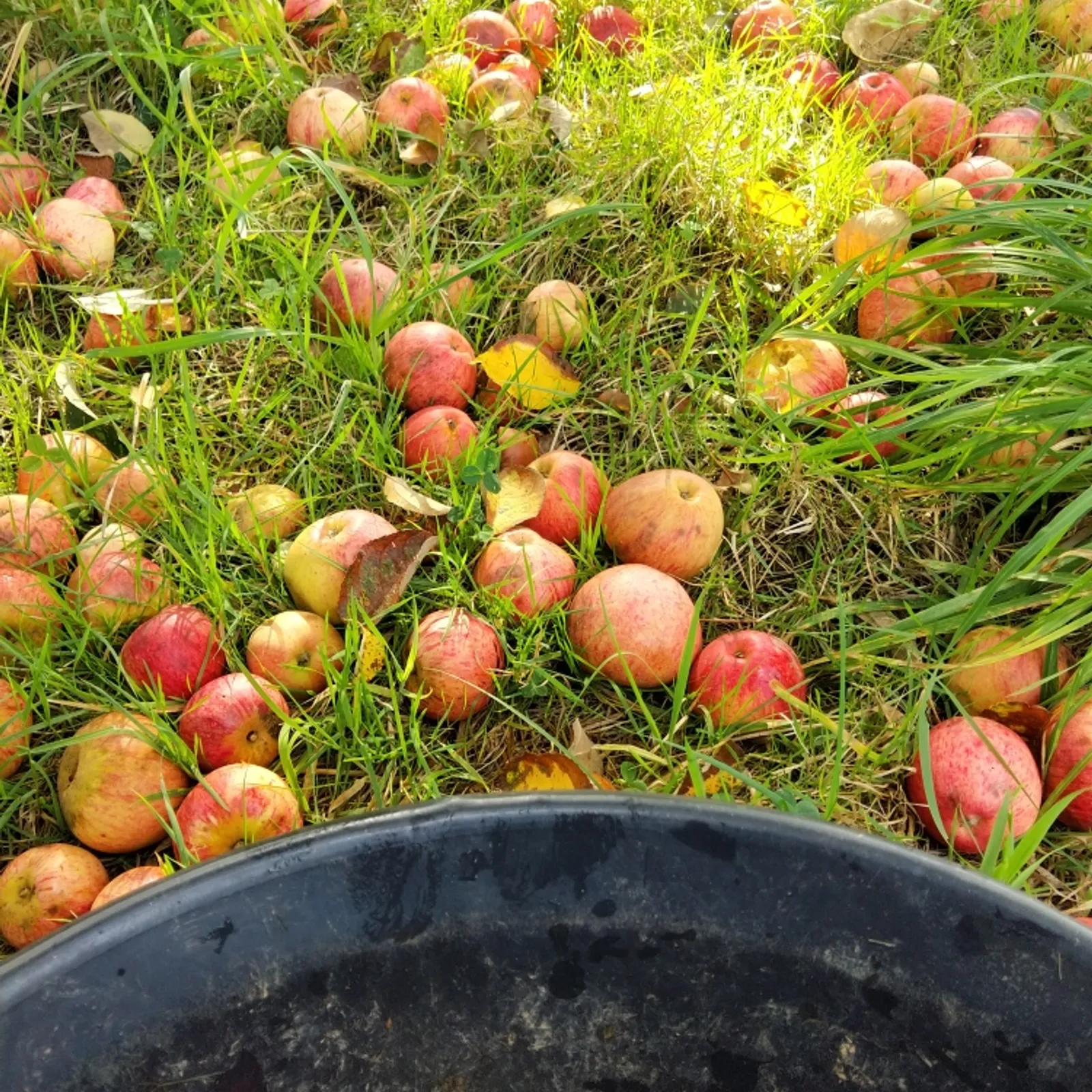 C'hwezh an Deiz 24/11/2022