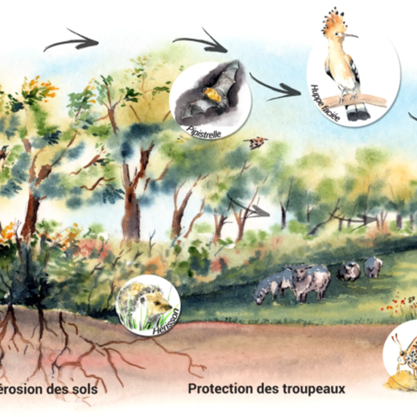 Le remembrement et le bocage; questions vives de société, atelier radio au lycée agricole de Guingamp