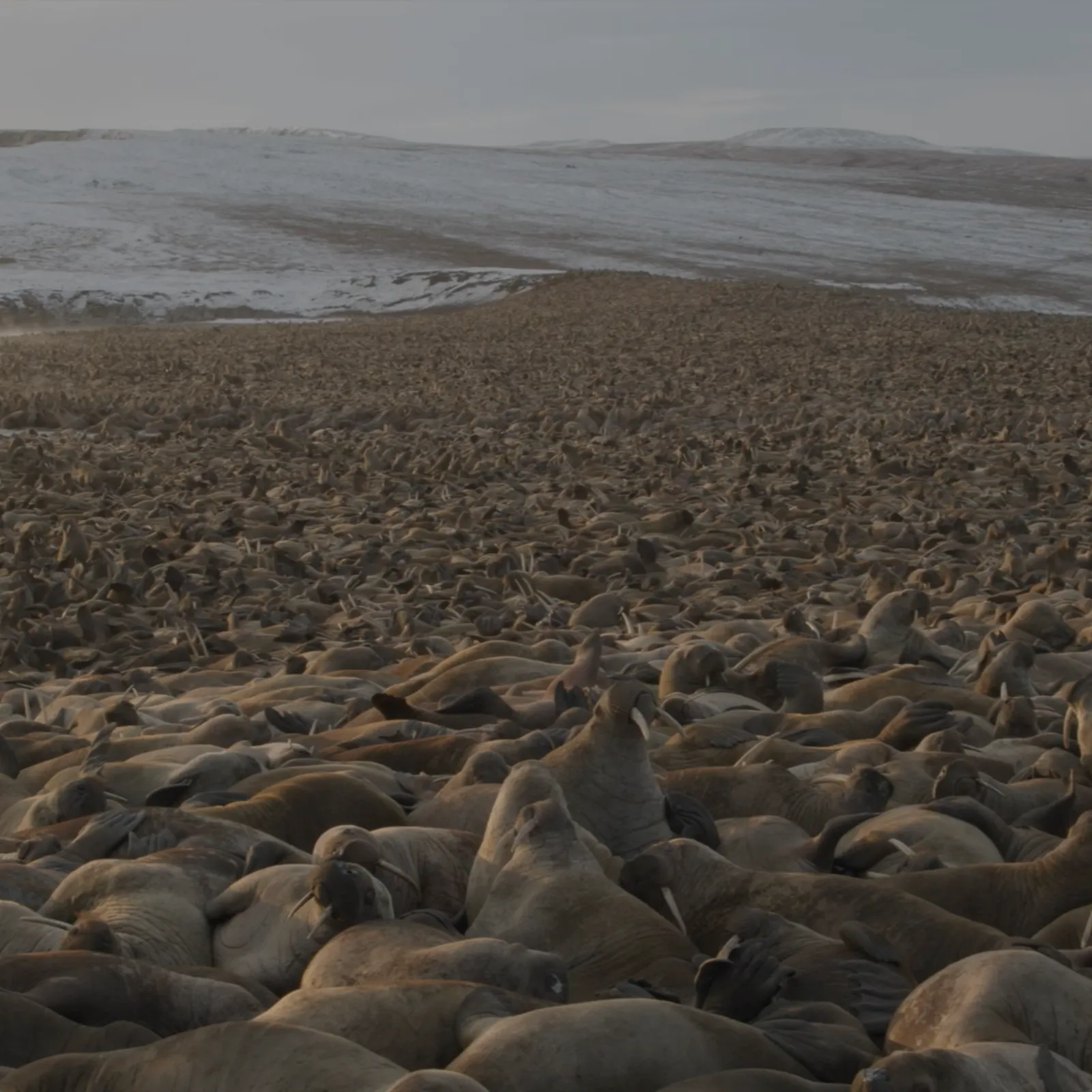 Impact sauvage, une série de projections nomades avec Ty Films et l'association Cicindèle