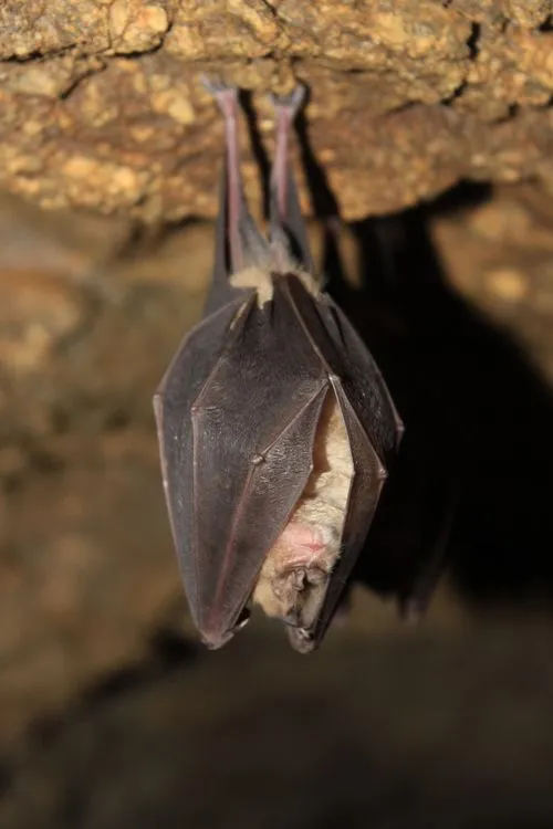En suivant les chauves-souris bretonnes