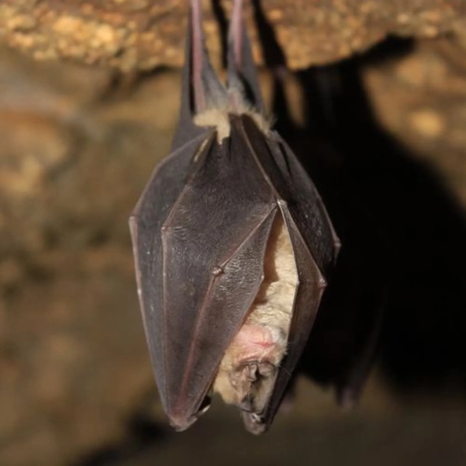 En suivant les chauves-souris bretonnes