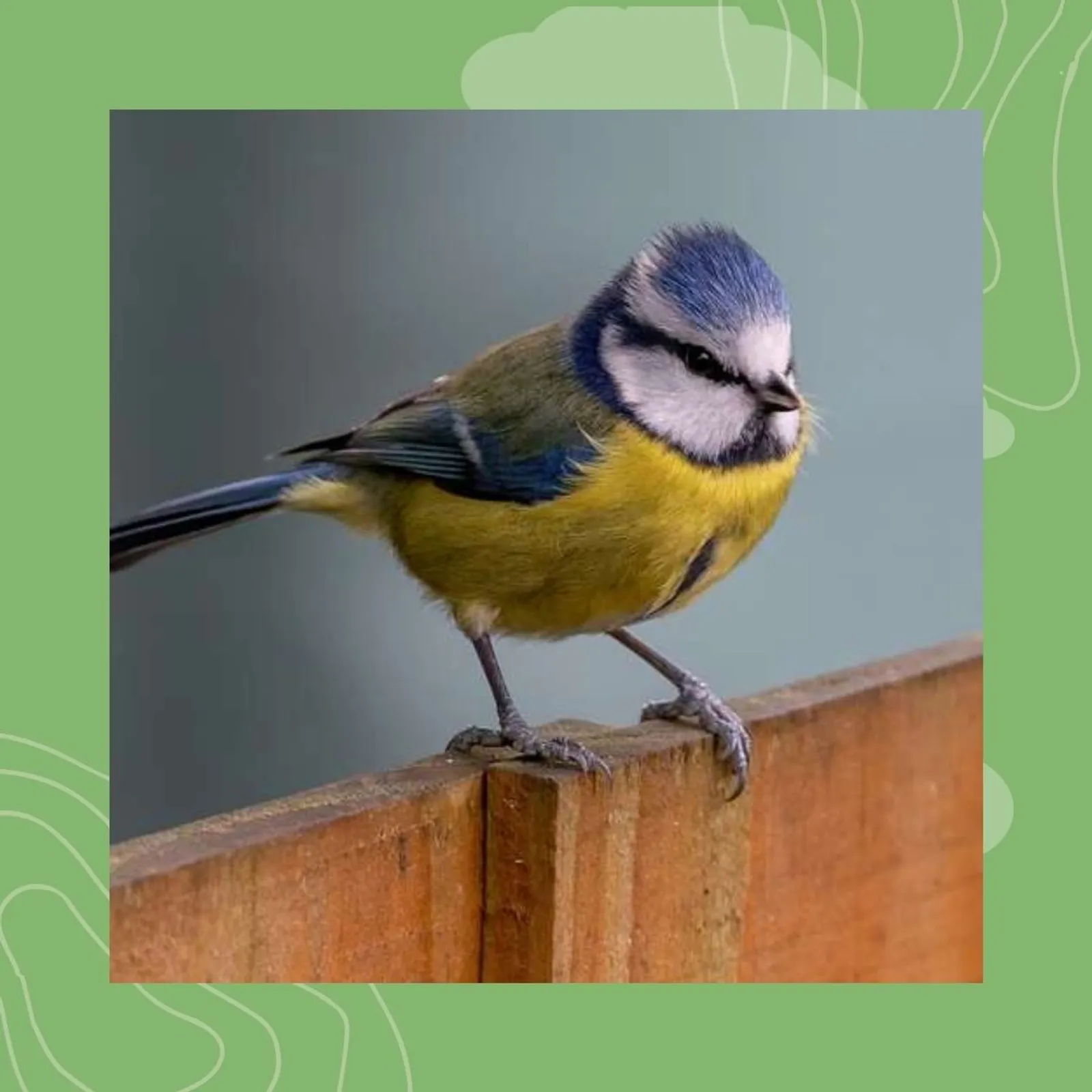 8- Kalvennig c'hlas : kan