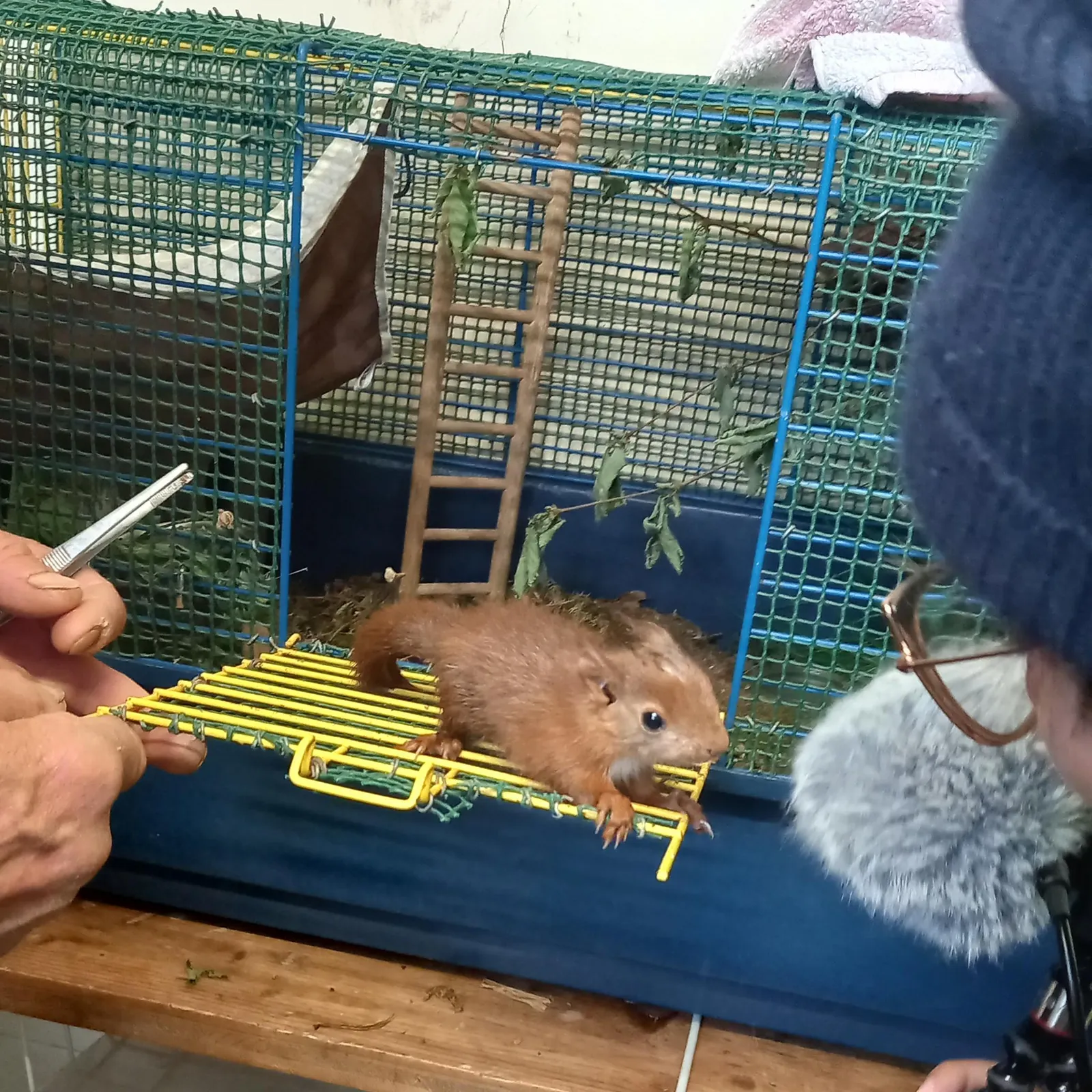 P.I.A.F.S. , centre de soins aux animaux sauvages à Languidic - épisode 1