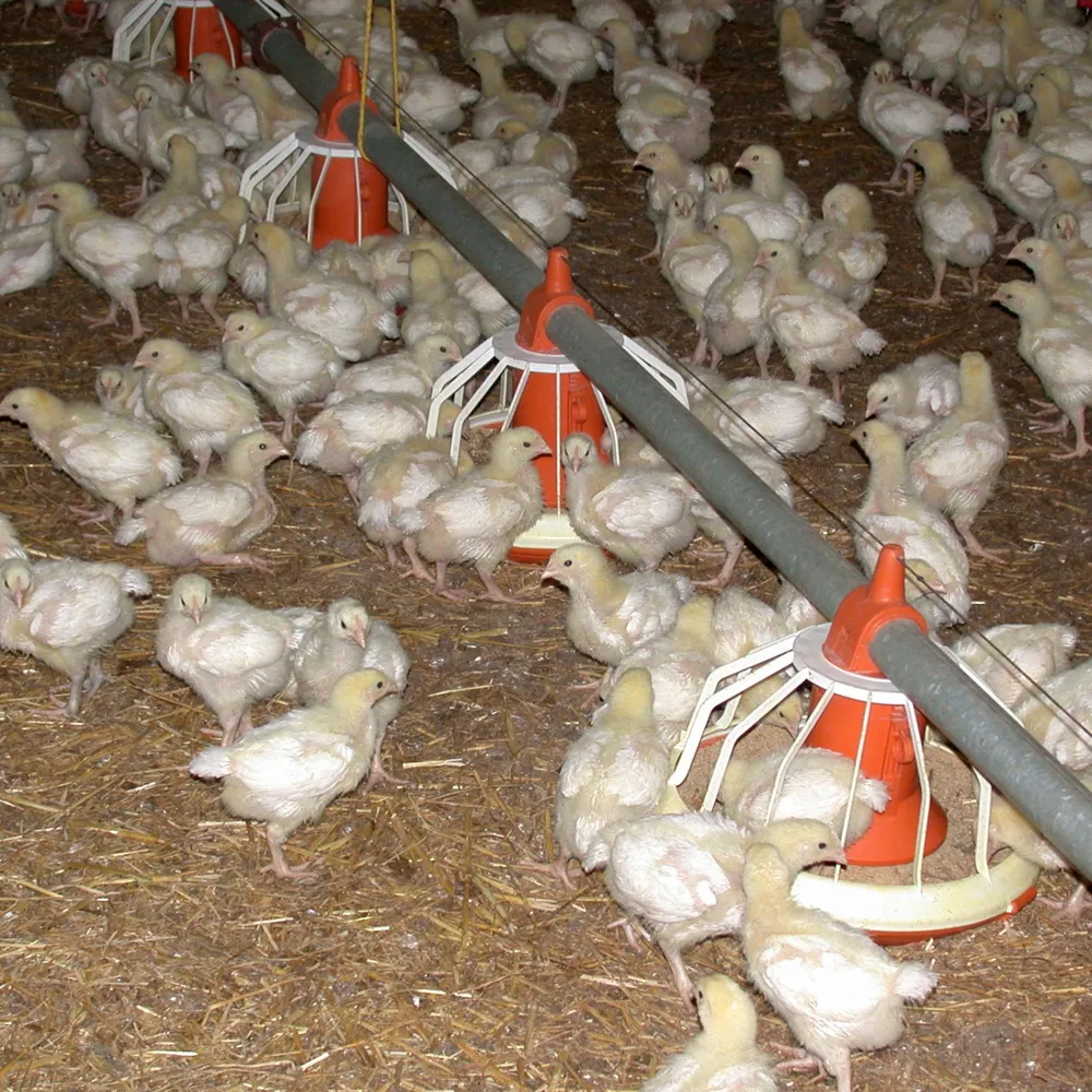 Ramasseurs de volailles sans papiers, un procès pour traite d'êtres humains au tribunal de Brest  02