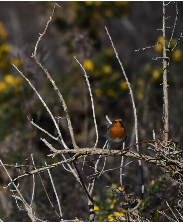 A la rencontre du rouge-gorge