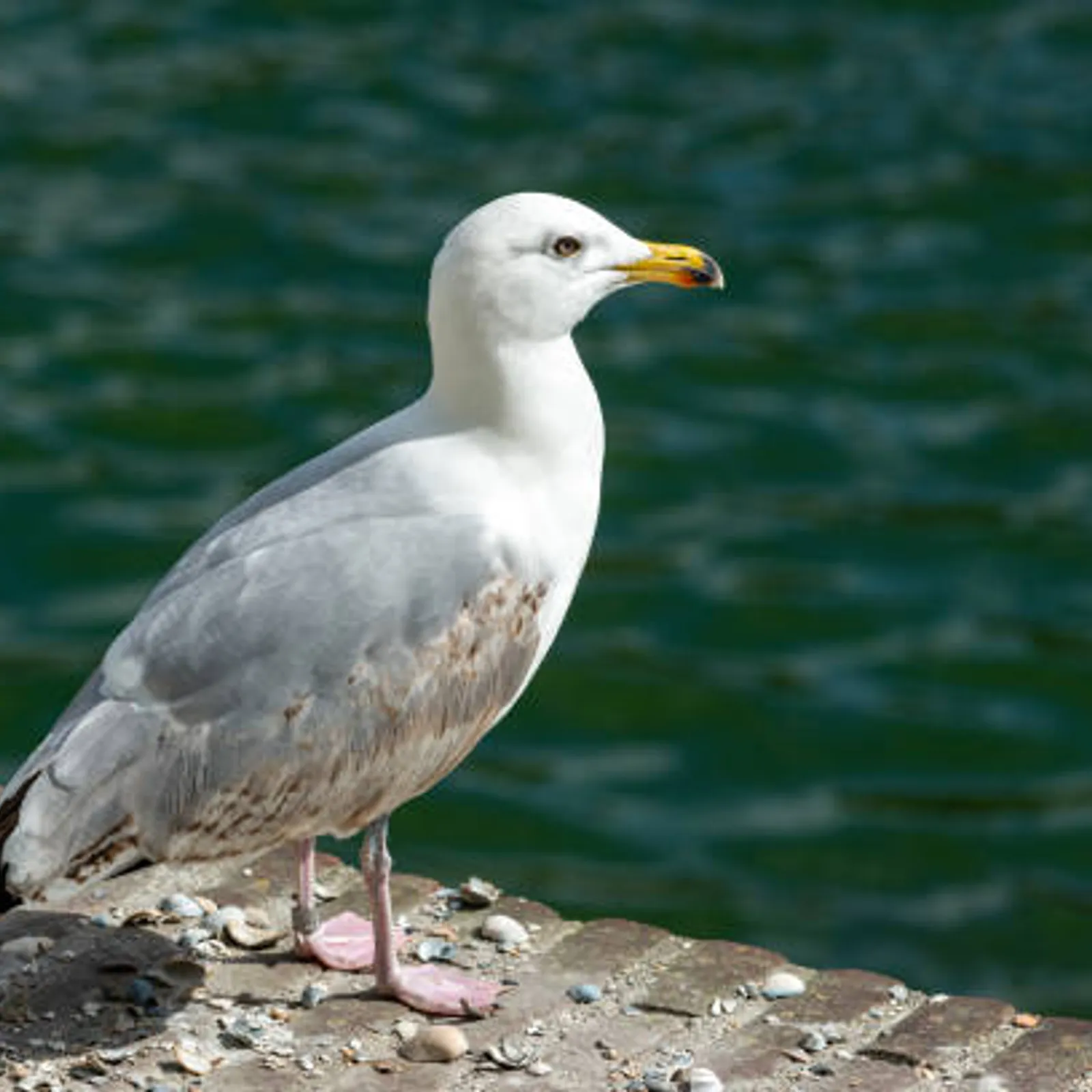 C'hwezh an Deiz 04/06/2024