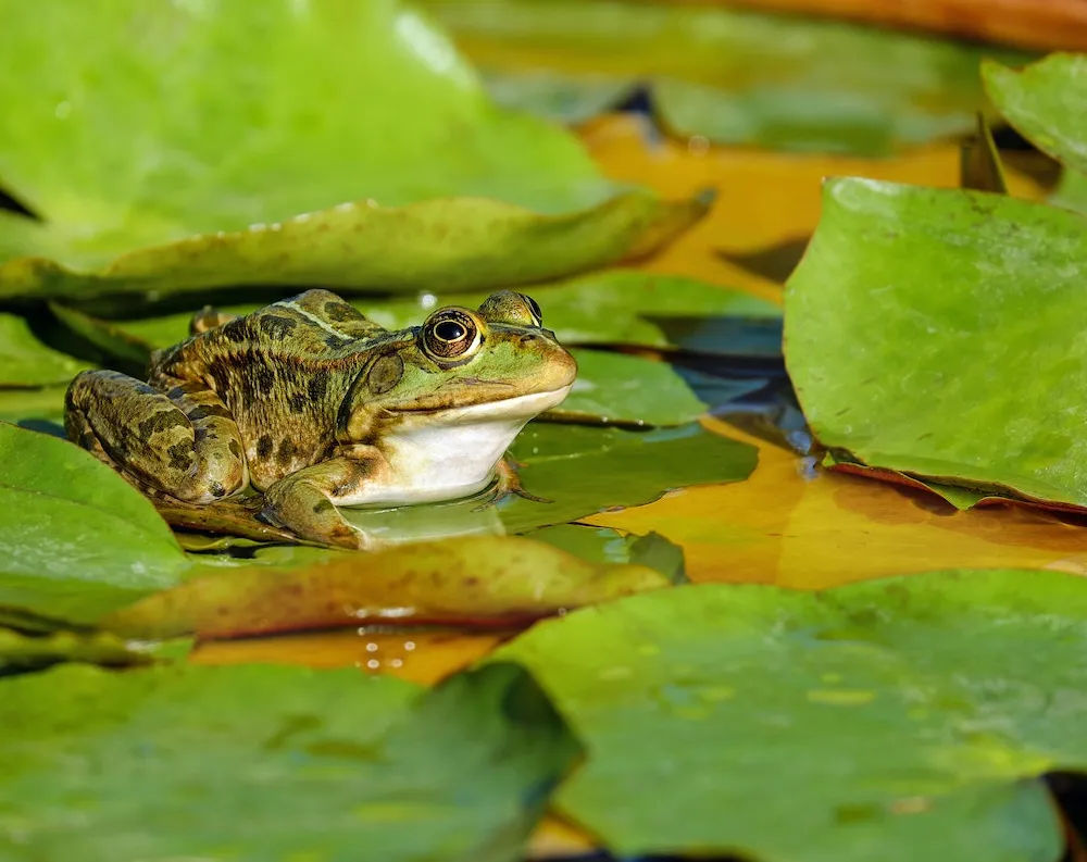 Le projet de la zone du Carnet, abandonnée !