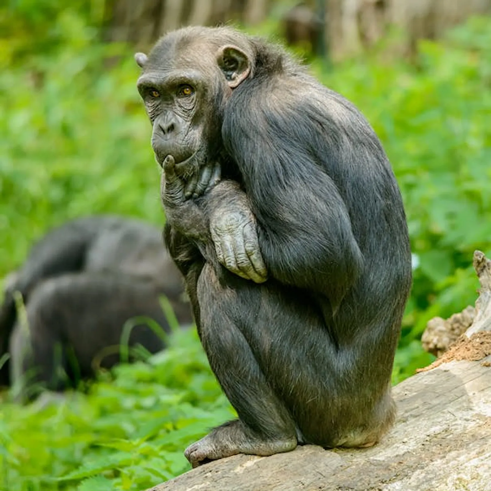 Le langage des singes