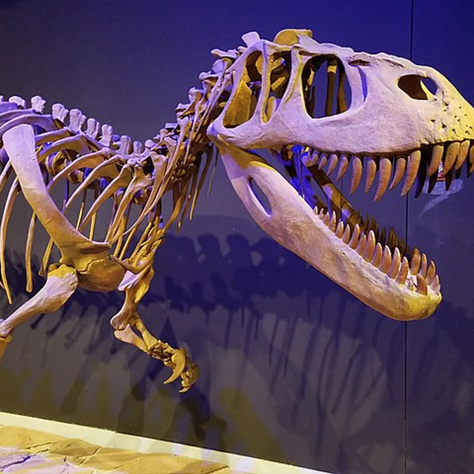 Le Torvosaurus