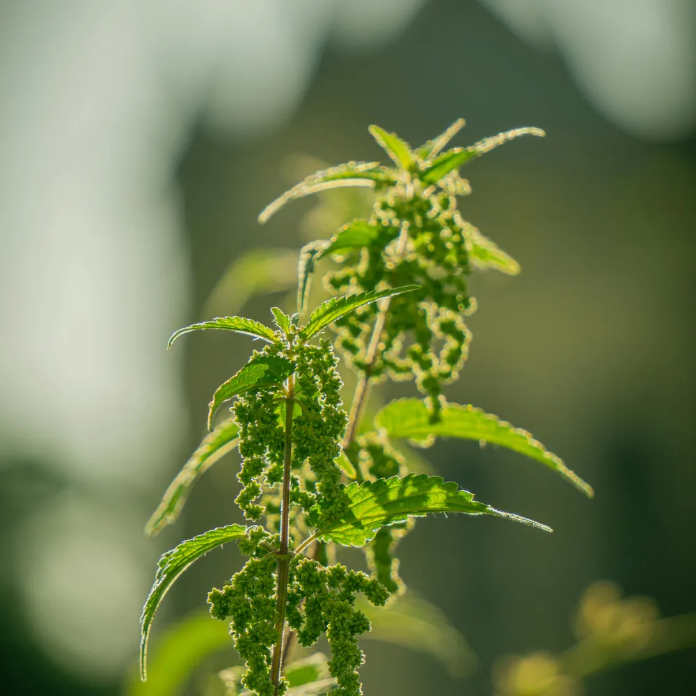 C'hwezh an deiz 31/10/2025