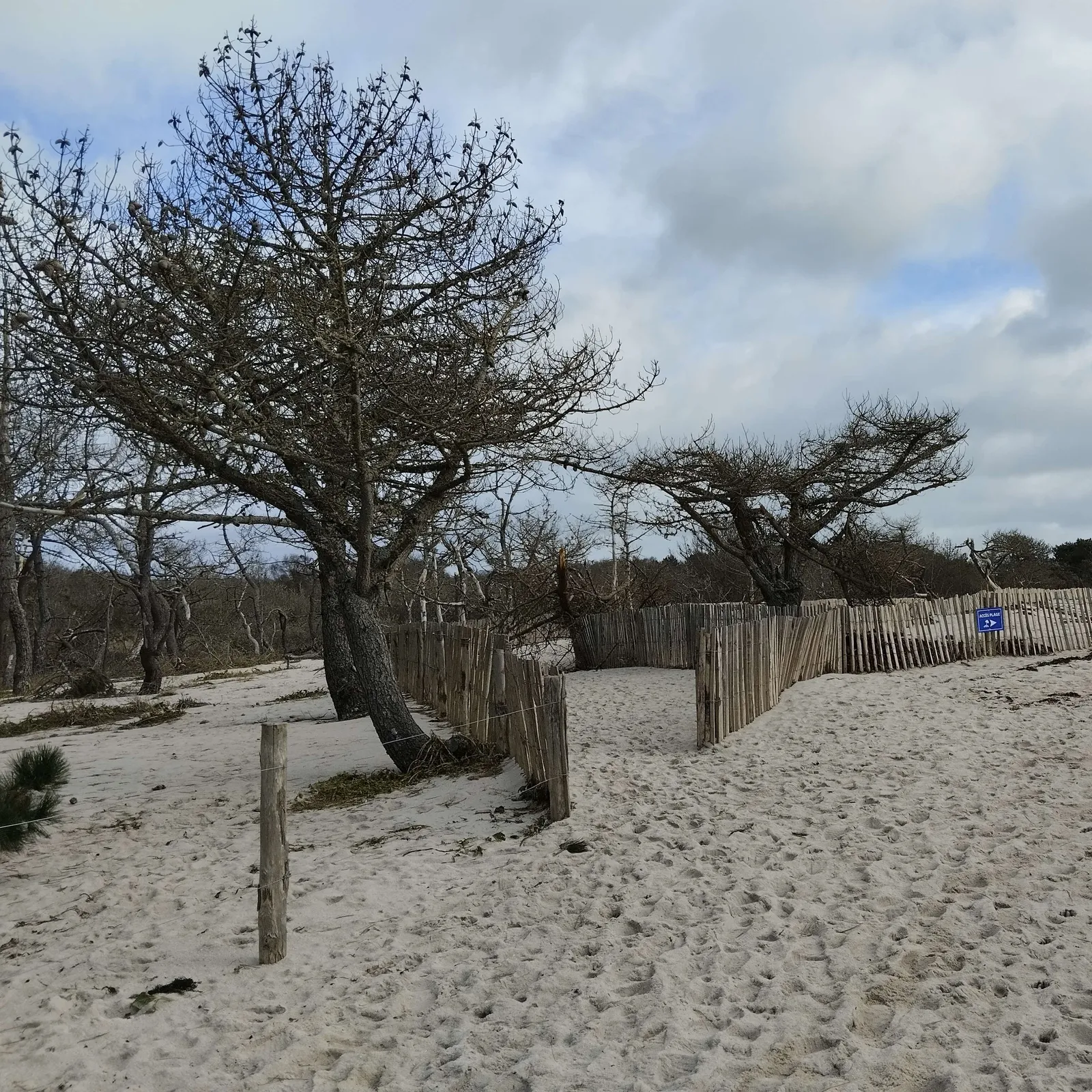 Efedoù ar gorventenn Ciaran war an natur