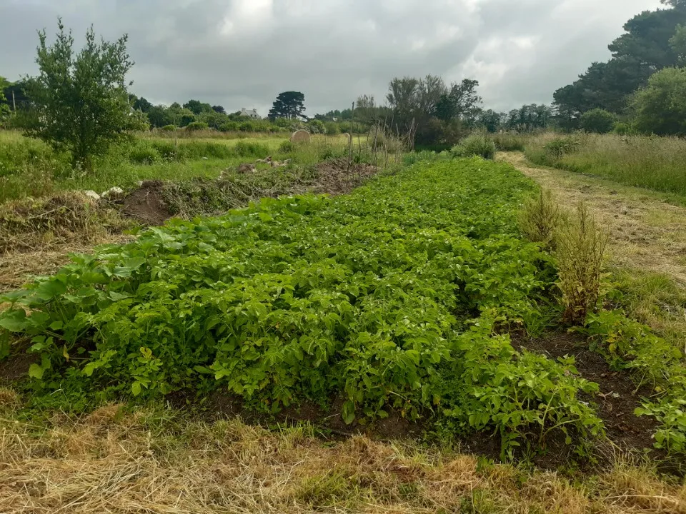 Le potager de Youenn Gloaguen (2)
